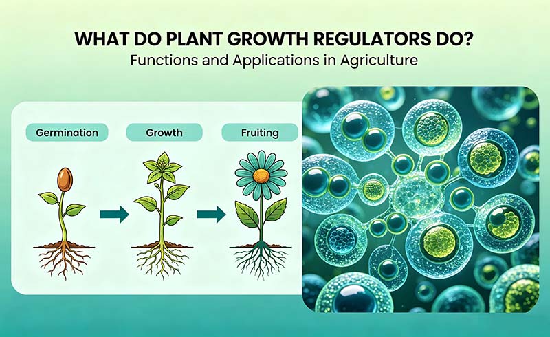 식물 성장 조절자는 무엇을 합니까?